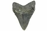 Serrated, Fossil Megalodon Tooth - North Carolina #362948-1